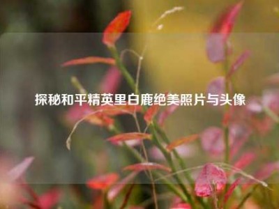 探秘和平精英里白鹿绝美照片与头像