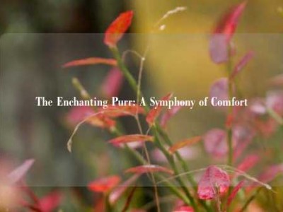 The Enchanting Purr: A Symphony of Comfort