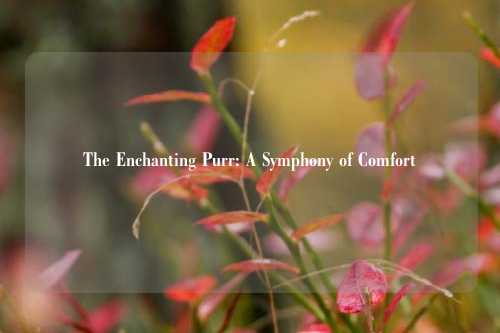 The Enchanting Purr: A Symphony of Comfort