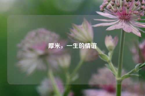 厚米，一生的情谊